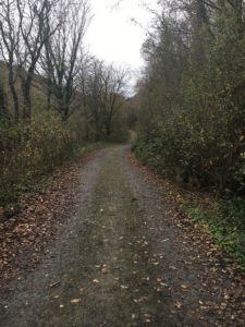 Carrigaline, Tracton Woods, comfortable path for walking