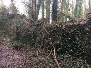 Castlemartyr, Mitchell's Loop, wall taken over by nature