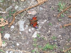 Castleblagh, Schmetterling
