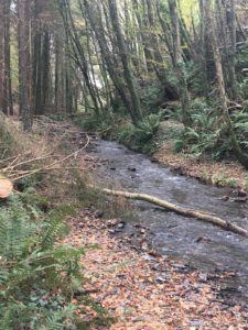 Carrigaline, Tracton Woods, stream with fallen tree