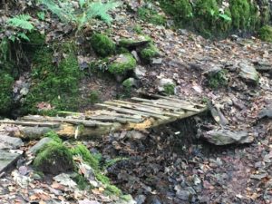 Curragh Woods, old wooden bridge