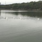 Rostellan Bay with swans