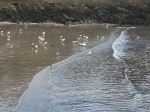 Robert's Cave, different seabirds