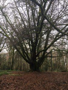 Currabinny Woods, huge tree with large roots