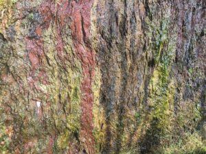 Innisleana, ESB walk, colored rocks