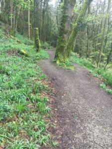 Dromkeen Wood, walking trail