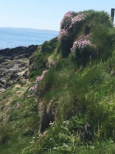 Garretstown, blooming cliff
