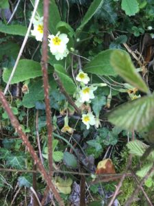 Blackwater LDW, primroses