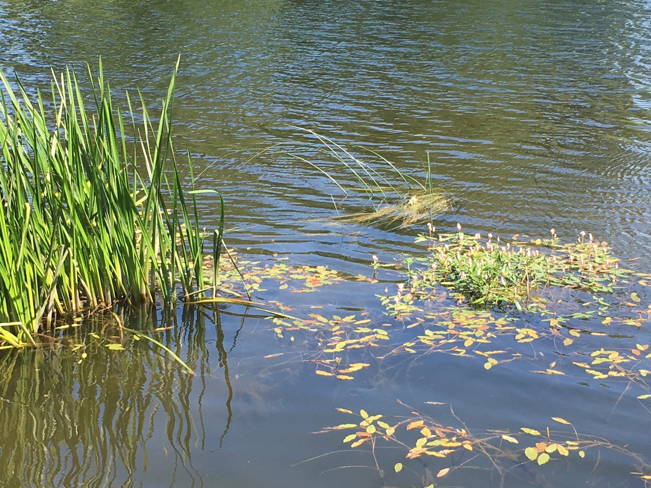 Blackwater River Walk, Co. Cork – Cork Walks and Hikes